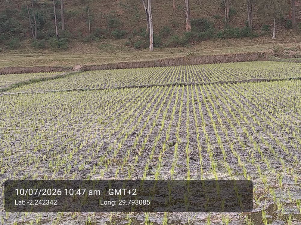 YEAN_Agro's tweet photo. Designing the earth to look more beautiful  while producing RICE. 

This is how season A is looking in our different partner chemes . https://t.co/X8iyJi4hJG