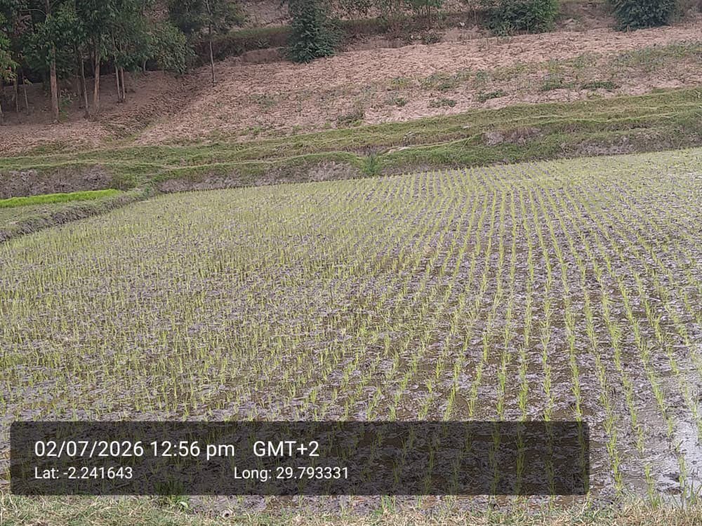YEAN_Agro's tweet photo. Designing the earth to look more beautiful  while producing RICE. 

This is how season A is looking in our different partner chemes . https://t.co/X8iyJi4hJG