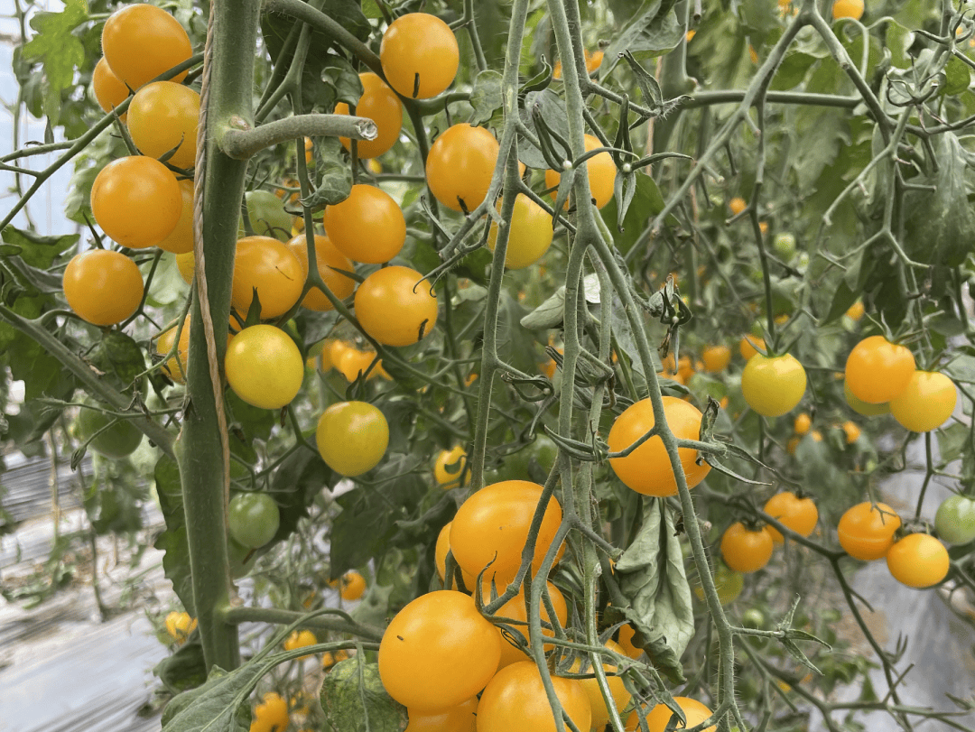 lmk662's tweet photo. This sun-ripened cherry tomato from a local farm is bursting with juicy sweetness—no wateriness, just bright tomato flavor. Perfect for salads or snacking! https://t.co/ySpQzfUSpM