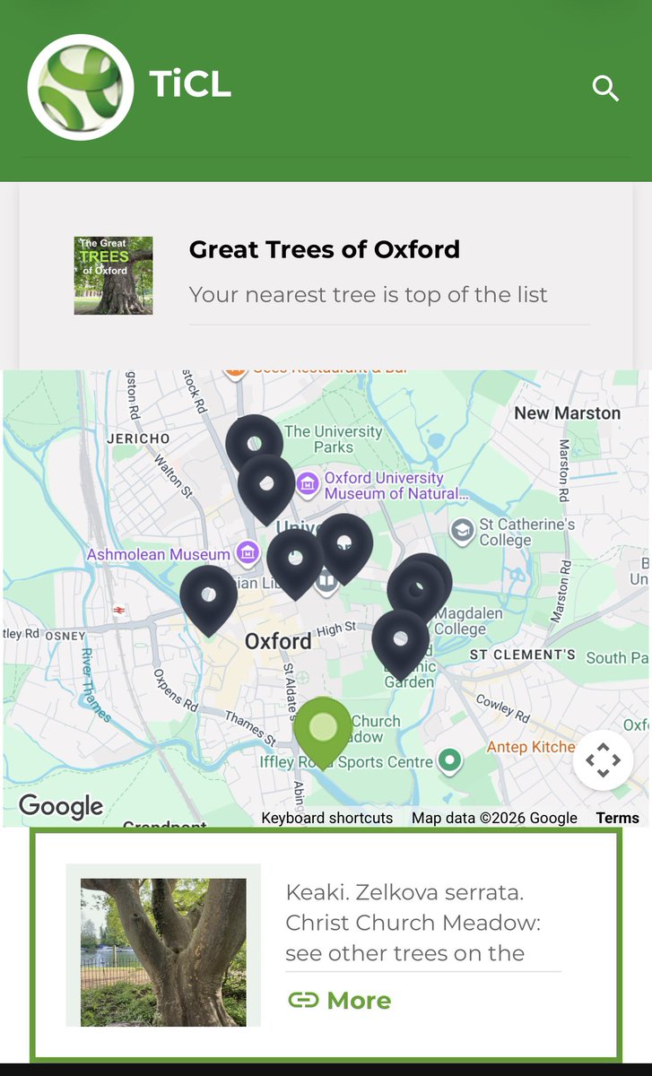 TiCLme's tweet photo. While we’re in Oxford looking at #greattrees 🏆🌳 do take a look at the Keaki in Christ Church Meadow @ChCh_Oxford  too 😍

It’s a fine specimen and one of #30trees we chose to celebrate #30years of the Thames Path National Trail @ThamesPathNT 

https://t.co/REU1NTHIuC https://t.co/Lr58YGrEZ5