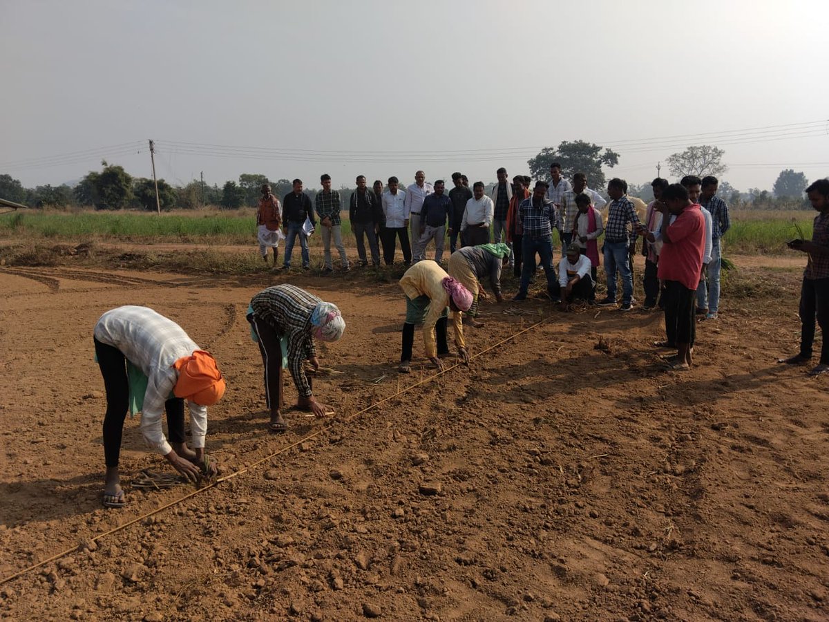 smpbcg's tweet photo. सफलता की कहानी- औषधीय और सुगंधित पौधों की खेती से महकने लगा छत्तीसगढ़; बोर्ड की पहल से 12 हजार से अधिक किसानों को मिला प्रशिक्षण और एक्स्पोज़र विज़िट का लाभ.

बोर्ड द्वारा 07 जिलों के 7633 किसानों को प्रशिक्षण एवं 11 जिलों के 4408 किसानों को 'अध्ययन प्रवास' कराया

#Agriculture https://t.co/UcCFitL68z
