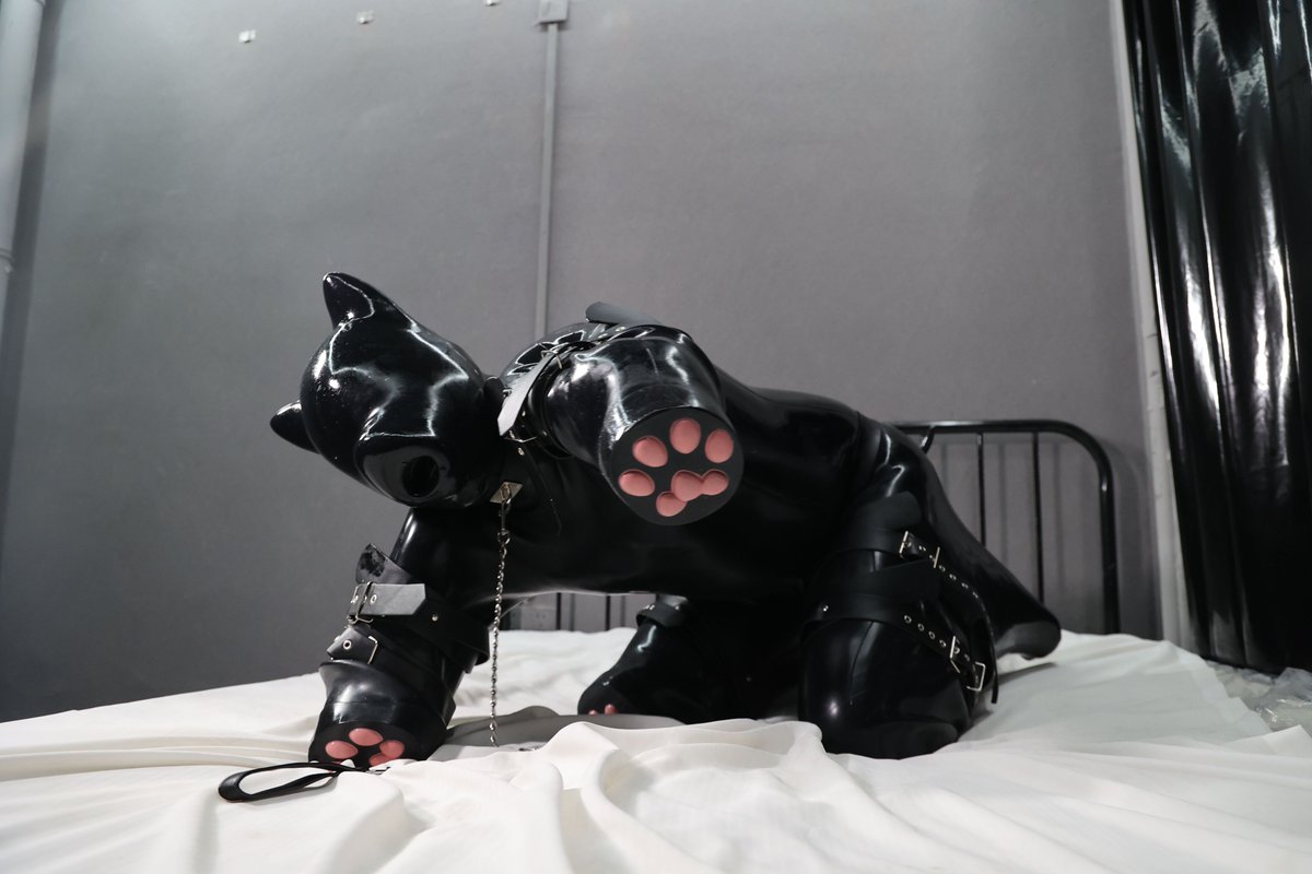 SmitizenJP_2025's tweet photo. フードをかぶれば、外からの干渉は��う何も届かない🐾
#smitizen #パピー https://t.co/LdfqB3O7rz