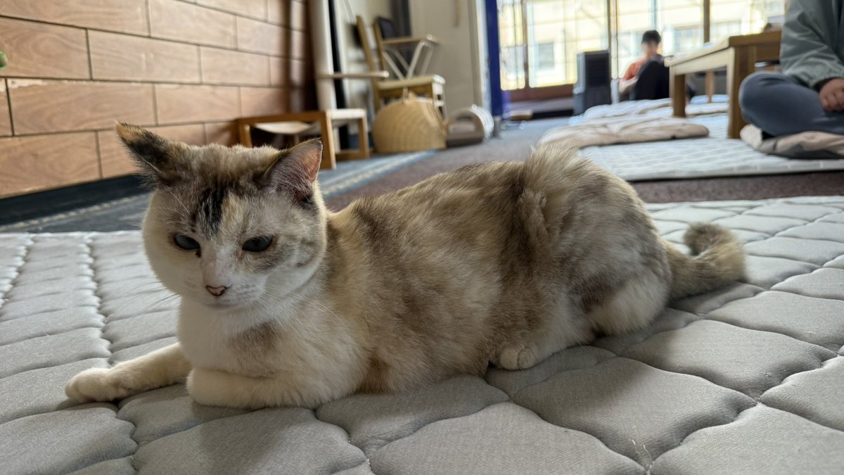 Springhalumachi's tweet photo. 入口から階段から廊下、いたるところに猫が落ちている https://t.co/2oezGCzef7