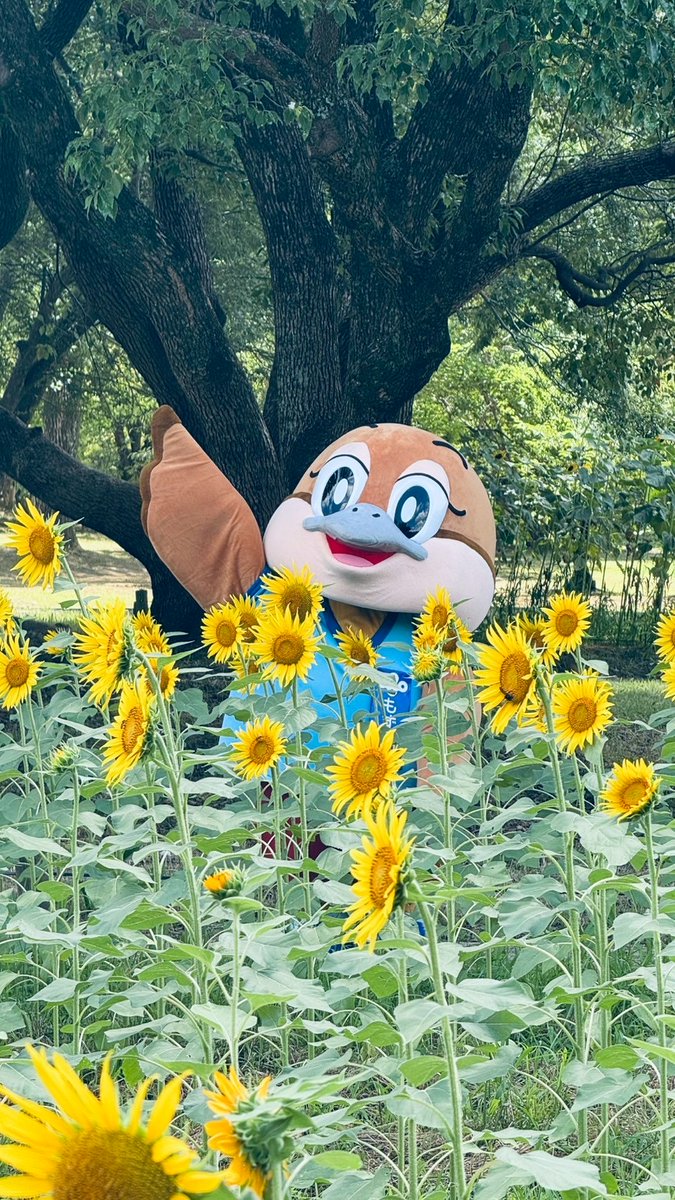 osakaprefPR tweet picture