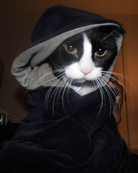 Taeminascats's tweet photo. https://t.co/JCCnYXxmu5