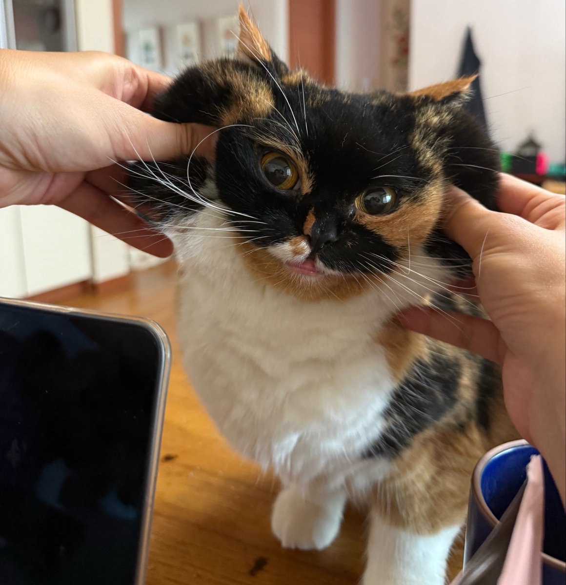 bum_family's tweet photo. 외계냥떡 https://t.co/1wOXEi5gLS