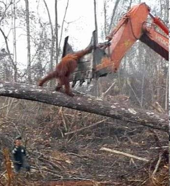 ruben_prz's tweet photo. Un orangután se enfrenta a una excavadora que destruye su hábitat en Indonesia. 

Un caso que se hizo viral en 2018 y que evidencia la devastación que sufre la fauna silvestre en el planeta.

📰 https://t.co/EzJJ4z4KlR https://t.co/nqji7QxYaf