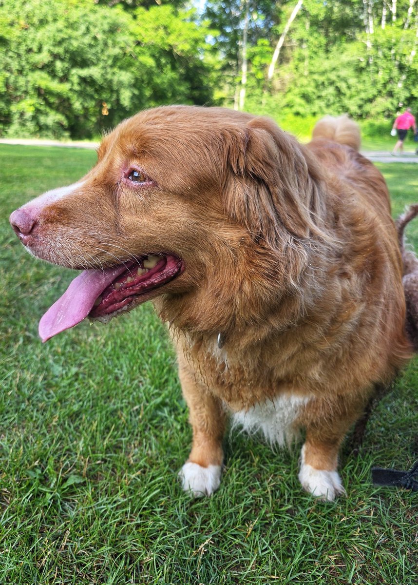 WalkinDogwalk's tweet photo. It's #wontlookWednesday and #handsomeboy Juno knows just what to do!
😁💖🐾🐶🐕💖🐾
#ducktoller #HappyHumpDay #walkinthedog https://t.co/UDLoCh2GVm