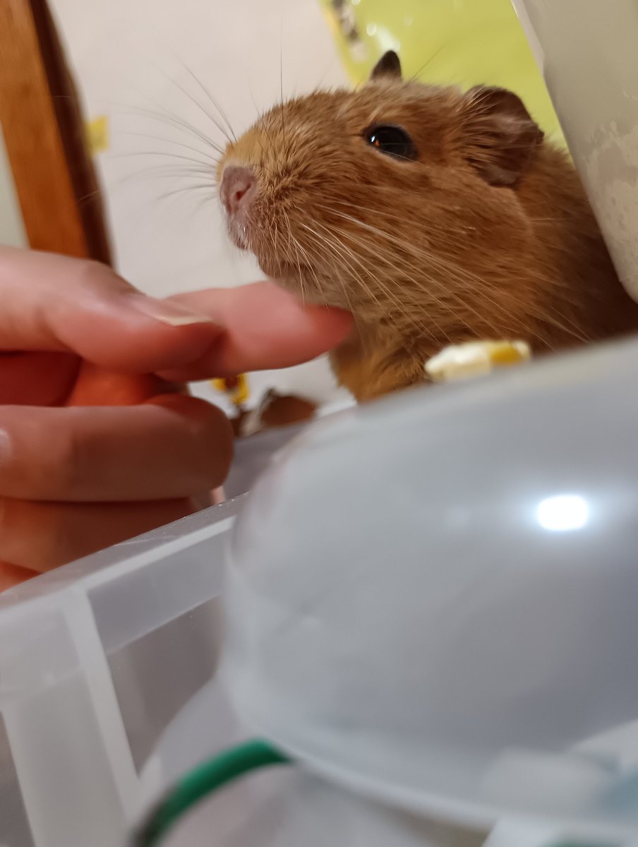 doctor0846's tweet photo. ハムスター🐹の小屋と小屋の間でたそがれるロックネズミ🐭🥰
弟にべたぼれ😊 https://t.co/dsTjf52a2c