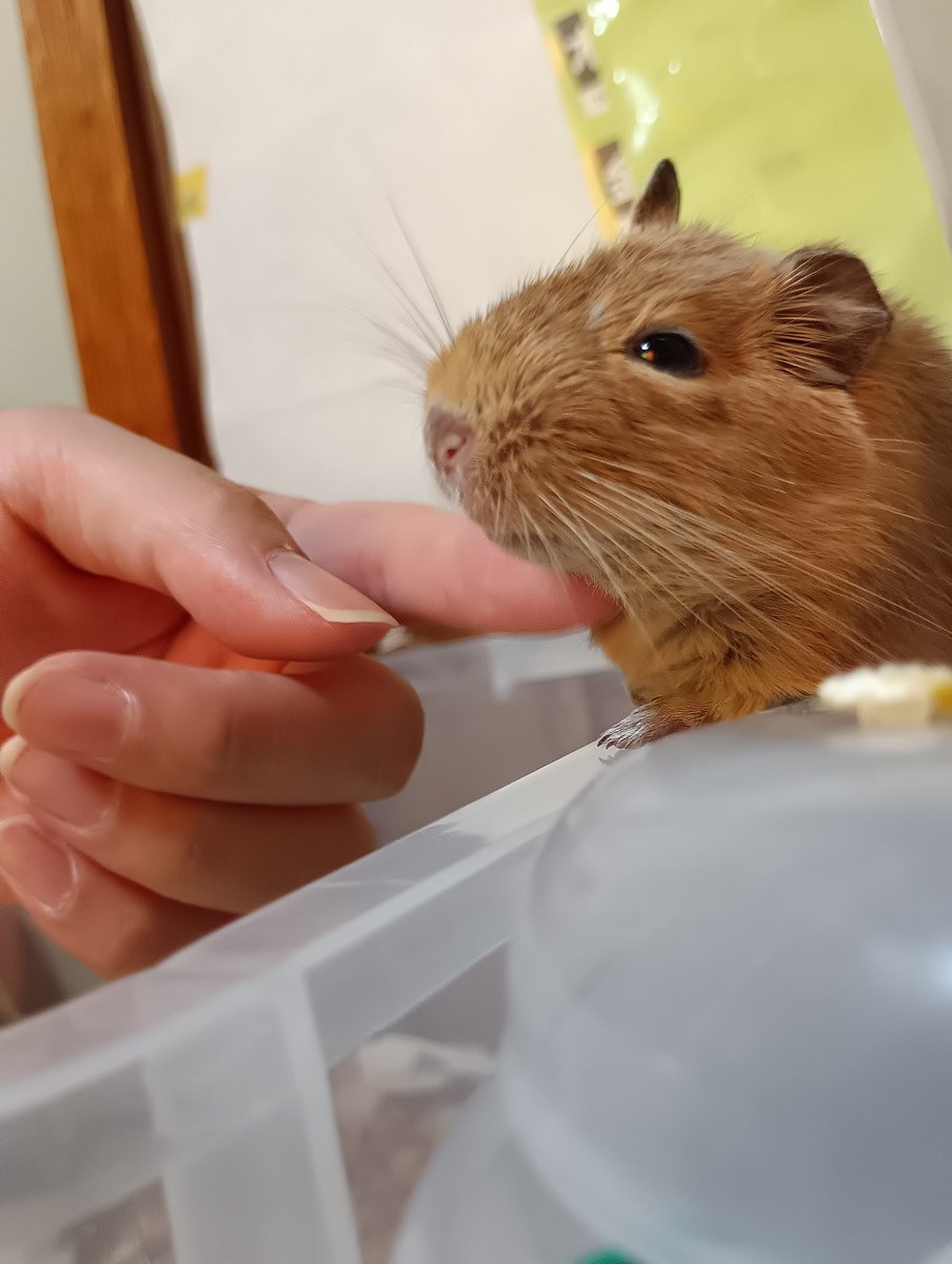 doctor0846's tweet photo. ハムスター🐹の小屋と小屋の間でたそがれるロックネズミ🐭🥰
弟にべたぼれ😊 https://t.co/dsTjf52a2c