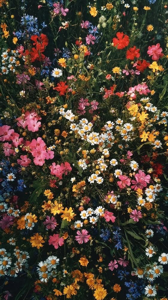 _Naturaee's tweet photo. Field of colors https://t.co/AXZETogMap