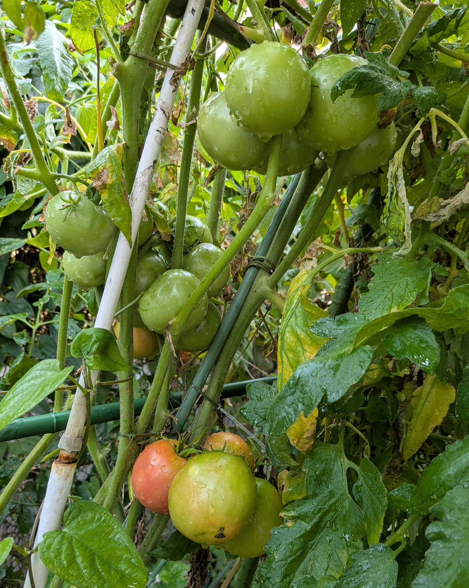 Bowling_64's tweet photo. 🏠庭の夏野菜観察しました✌️
🍅トマト桃太郎が赤くなってきた
🥒きゅうりはまだ小さいなあ💦
🌿葉っぱが枯れてきたので切断
フルテカトマト24個(合計64個) https://t.co/qMjUzThrUz