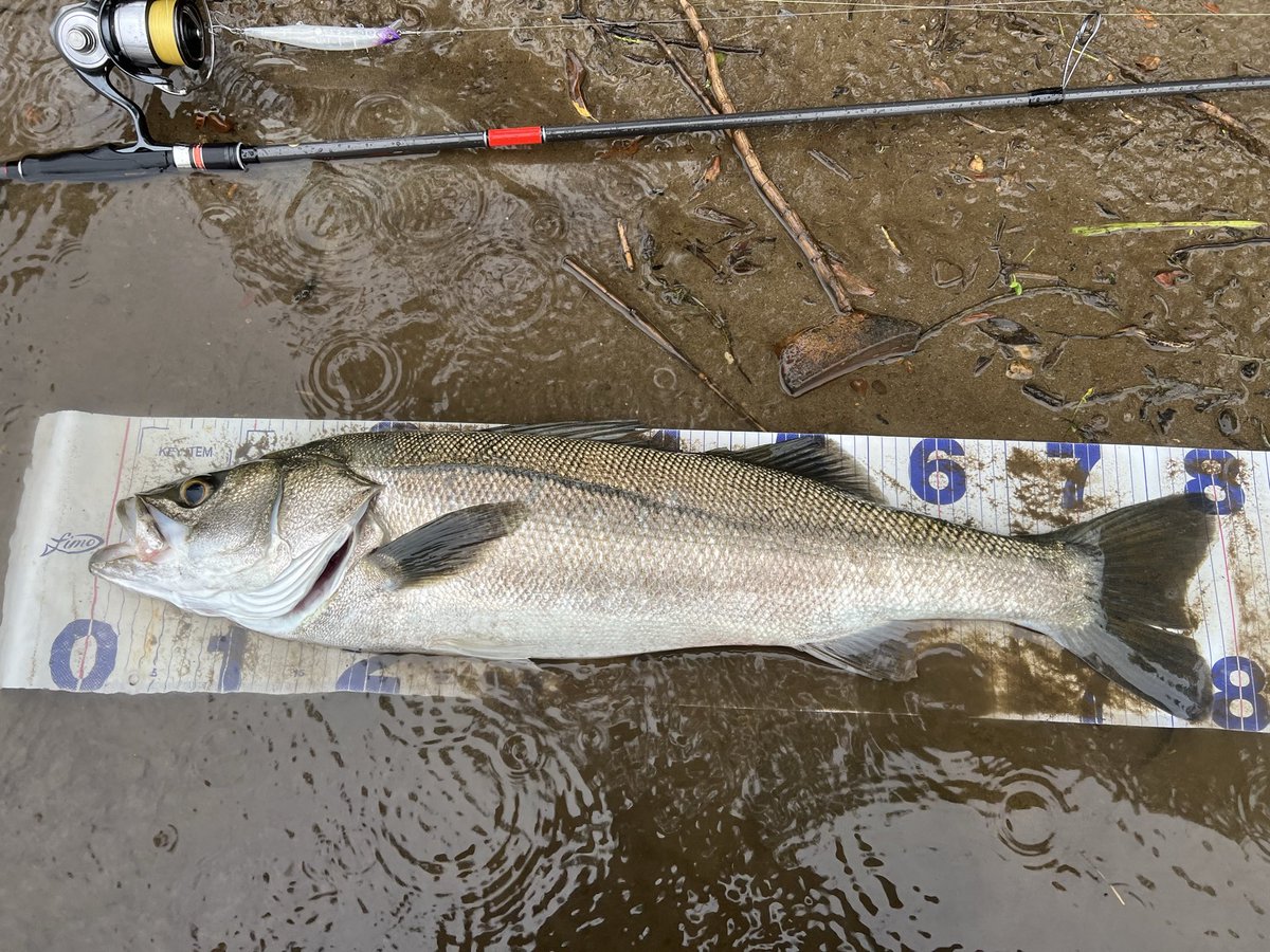 APIA_KAMADA's tweet photo. 雨が絡んでイケイケな魚達☂️
マスターピースのF、Sでランカー含む4連発〜〜♪
#雄物川
#DESIRE95MH
#APIA
#マスターピース120sl 
#マスターピース120fl https://t.co/pmQAGSPECn