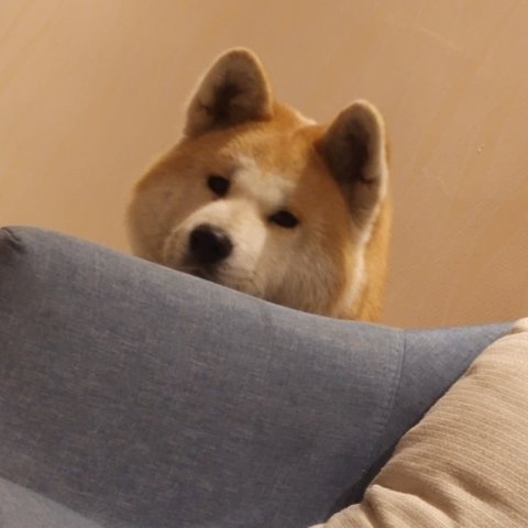 0xFyuan's tweet photo. 看到还有人不知道的信息差发下，看有没有用得到，
①Coinbase 开放了中国用户注册使用，身份证 + 86 手机号，一分钟秒过审核，可以用来领一些空投。
② Grok 4.5 上线了，现在使用 Grok 应用还可以送一个美国手机号，只能语音聊天，不能接收短信。可以接电话，那就可以通过语音接码让 AI 把码转写出来。
③Hyperliquid 上线了长鑫，国内还有50w门槛，这里没有，有能力的玩
