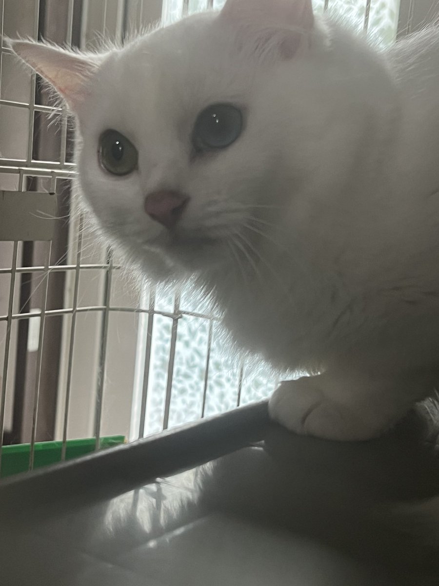 rum0511's tweet photo. エアコン買い替えて電気屋さんの説明を
誰よりも真剣に聞いてる猫。

設置しに来てくれた人が
昔入院してた時に相部屋だった人の両親だった〜！！！ https://t.co/3EwMprRt2Q
