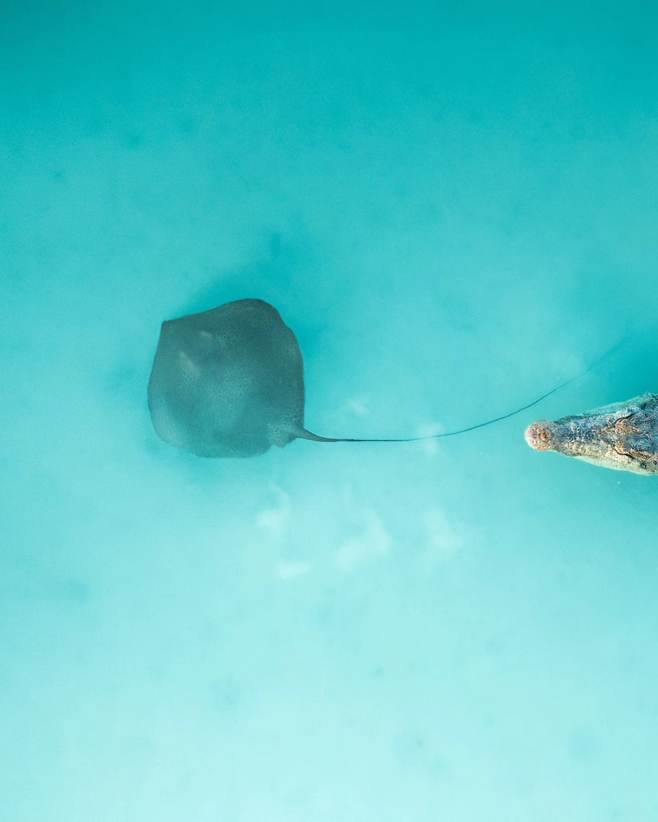 AMAZlNGNATURE's tweet photo. Photographer Matt Deakin captures the moment a crocodile startled a stingray in Broome, Western Australia https://t.co/Dym17rtxT2