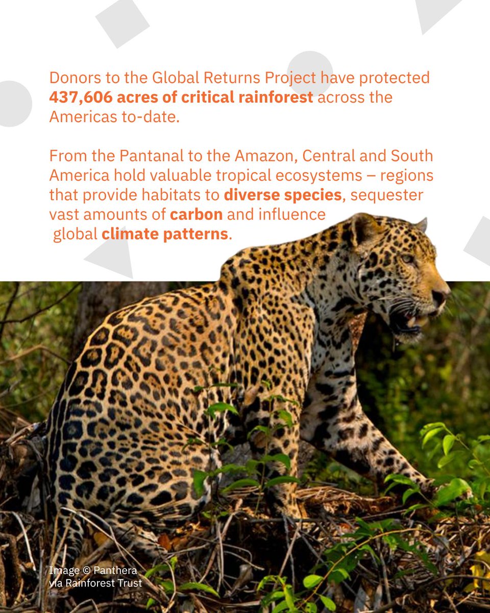 global_returns's tweet photo. Conservation in the Americas🔍
🐸The Pantanal is Brazil's and the world's largest wetland, of which only 4.6% is legally protected today. 🐯In the Peruvian Amazon, GRP donors safely sequestered 60.5 million tonnes of carbon dioxide equivalents last year.
#rainforestprotection https://t.co/ctgPVke0LE
