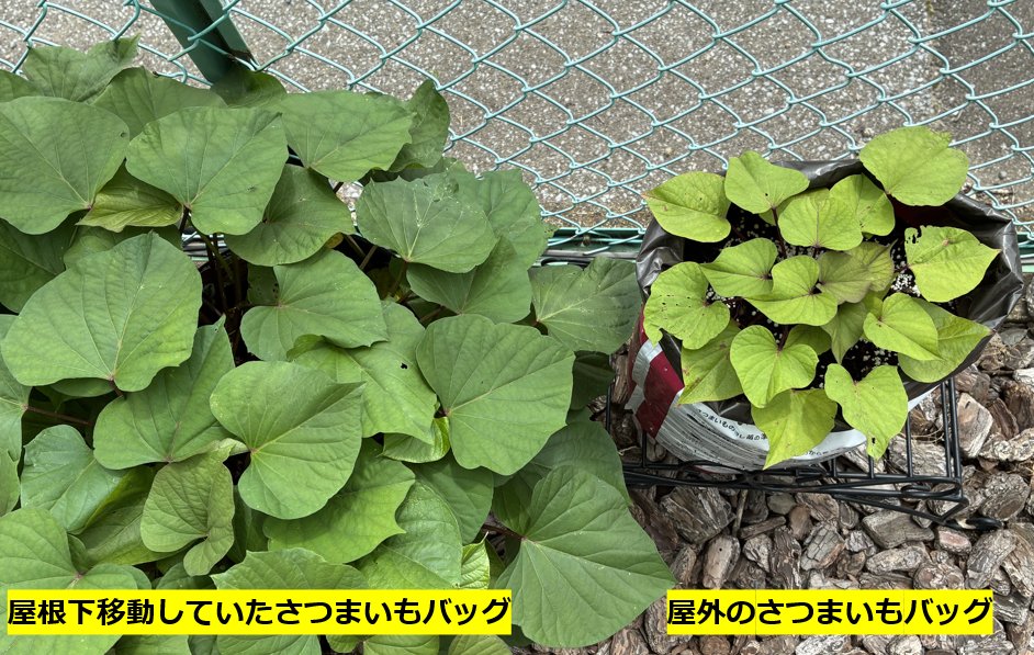 PROTOLEAF's tweet photo. ⚠️【さつまいもバッグ栽培中のみなさま】⚠️

今シーズンは例年より雨が多く、
完全屋外で育てている方は「葉っぱが黄色」になってしまう
ケースが出ています。水分過多によるストレスや
肥料抜けが原因の可能性があります。

ご自宅のさつまいもバッグをご確認いただき
雨の多い日が続く際は【屋根のある場所】に移してください🏠🍠