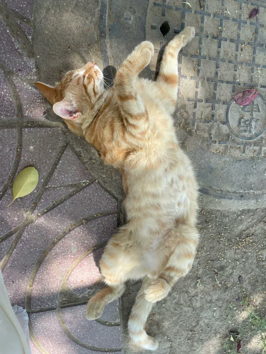 taemzzi's tweet photo. Just spent 20 mins laughing so hard at a silly cat video that my cheeks hurt. Pure small joy hits different today. https://t.co/w9Icli9NVq