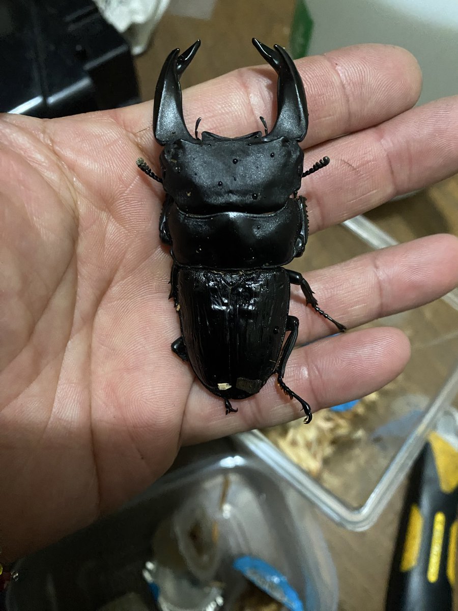 10BuRi_Ten_n's tweet photo. インディスに出す個体
成虫
国産コクワ（レッドアイ）熊本県
グァンクシィシカノコ　メス単
幼虫
パプキンマジョーラ（レッドアイ）アルファック
メタリフェル
ラフェルトノコ（ピンクアイ）
ヤンシカノコ
などなど…
あまりええのん居てませんが
前日に掘り出しなどしますので
当日いろいろ増えるかも https://t.co/i7qI2pitrb