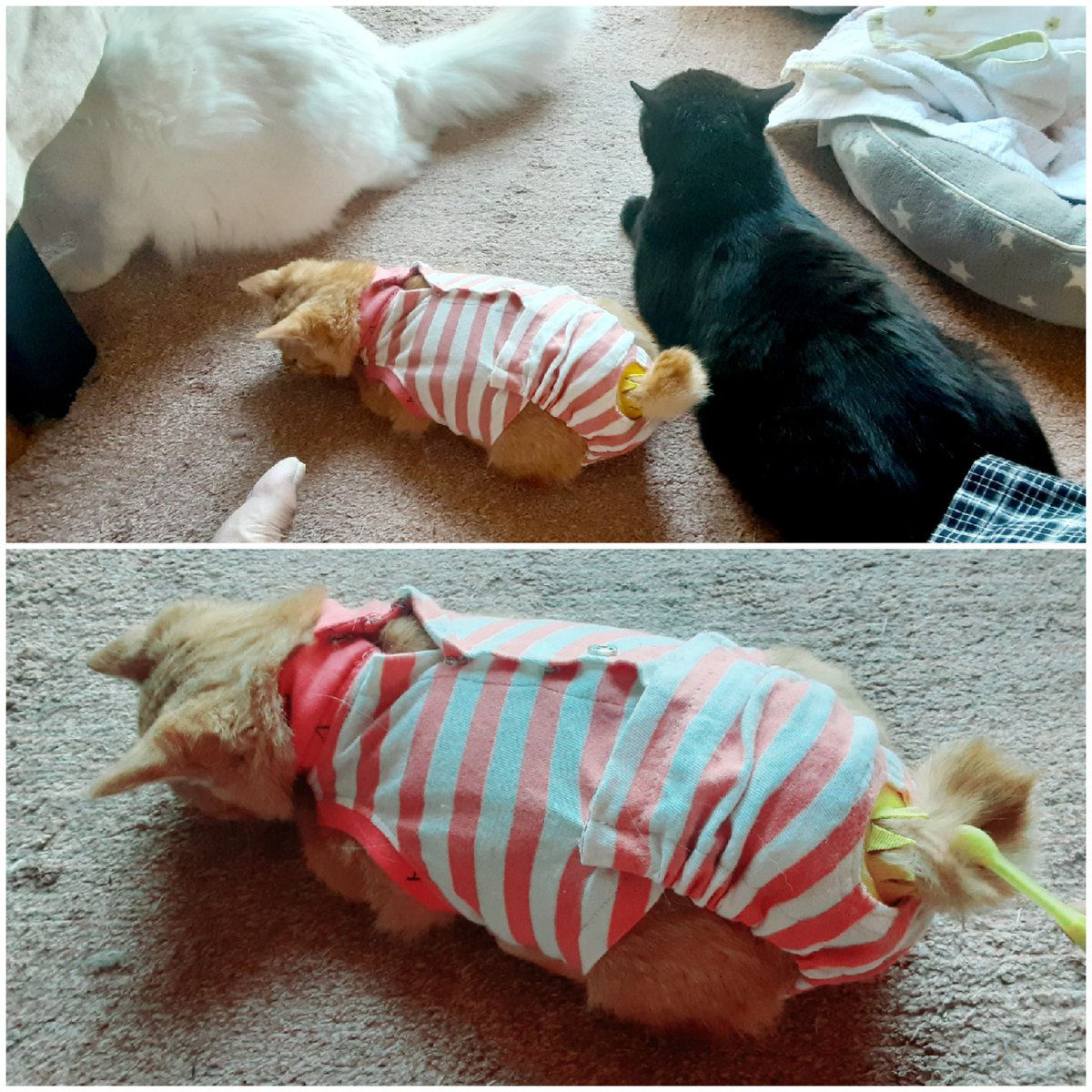 zigengoemonzeni's tweet photo. 帰宅🐱🐱🐱
ピンクの服を着ている
🐱コンタ君😁
・・・歯ブラシで撫でると
🐱機嫌が良い😀 https://t.co/gv3UTPdfl9
