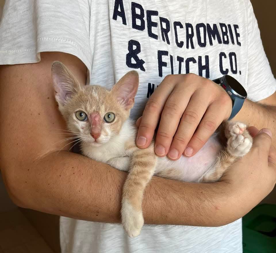 unonlus's tweet photo. ROMA (viaggia centro/nord): #gattino di 40gg #cercafamiglia! Salvato da una cattiveria (colla sul naso), è un guerriero dolcissimo di 900g. Sano, svermato, fiv/felv negativo. Per candidarsi, inviare msg whatsapp di presentazione al 3356337884. RT e FATE GIRARE! 🐾❤️
#sonia https://t.co/it6MOMJMAY