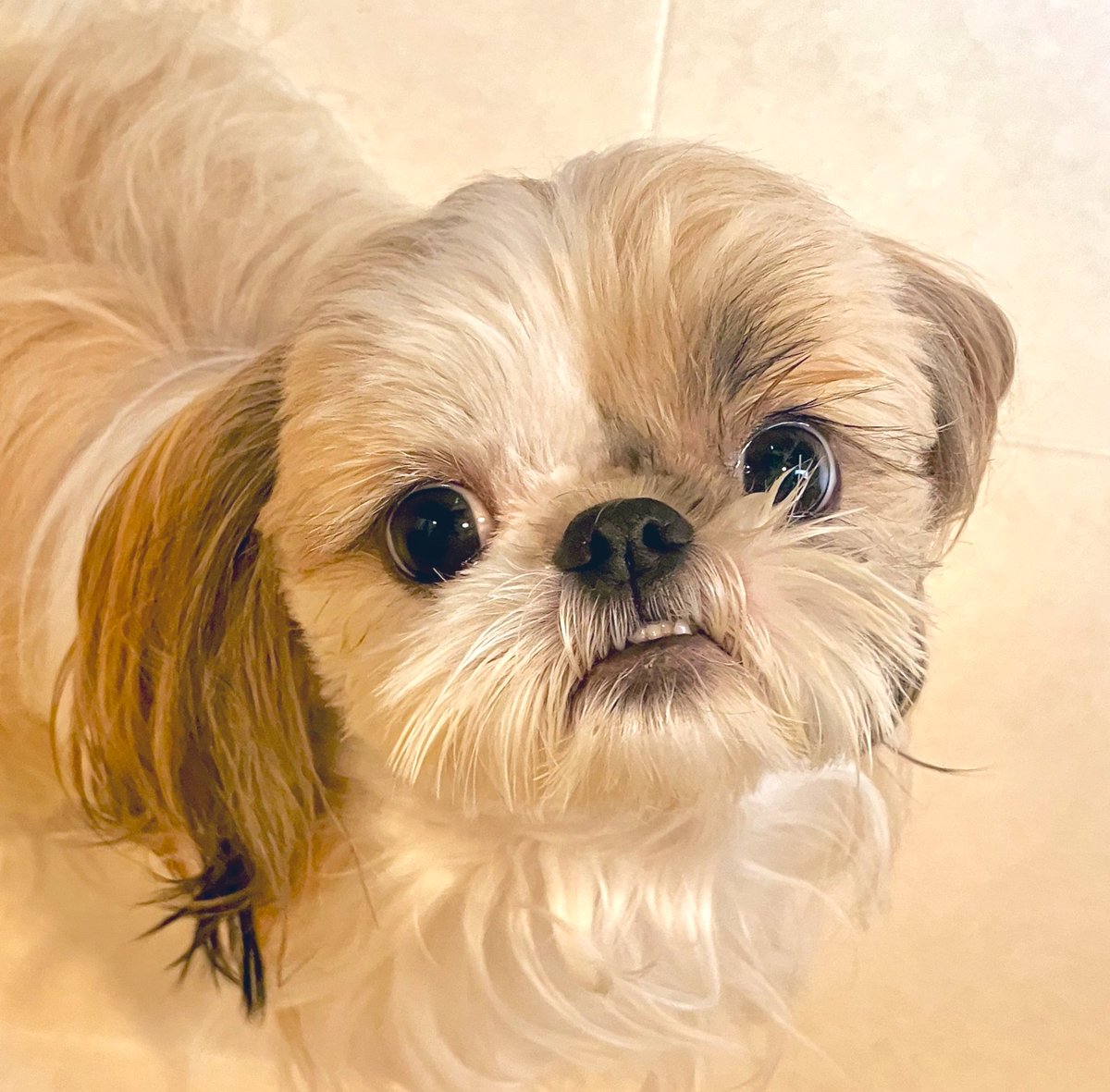 sick_rocks's tweet photo. 暑すぎてこの顔である
#シーズー #狛犬 #こまちゃん https://t.co/uJwI3BHJlD