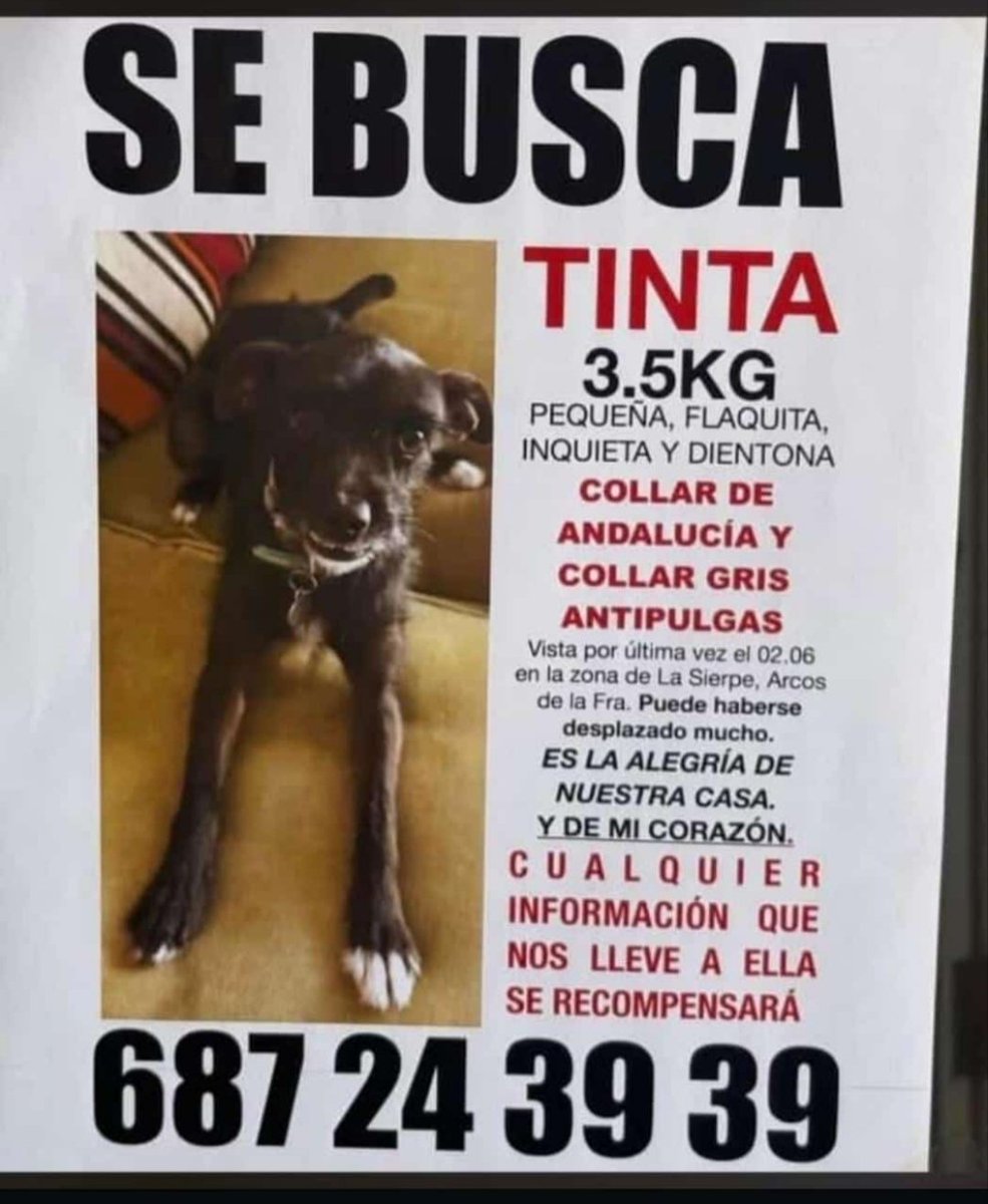 CefiroyCoco's tweet photo. @23andaluza
@SilviaMylo
@Marisa84157935
@Erta2017
@BurkManuela
@Lobo_maltes
@siviaromera1
@__RO__MAN__
@Ainhara69

TINTA se ha perdido 
#ArcosDeLaFrontera #Cadiz

Su familia está desesperada 😞😢
Pequeña, delgadita. Collar bandera andaluza 

Por favor, DIFUNDE📢📢📢
Contacto ⬇️ https://t.co/UuTynDhtDi