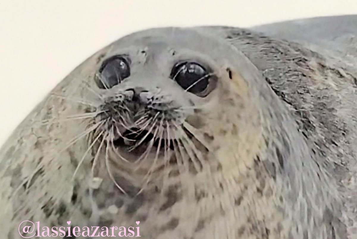アザラシ