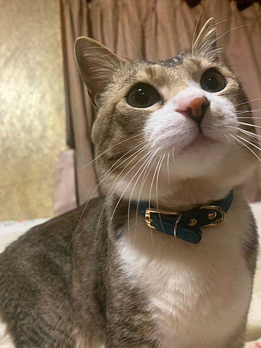 はるきち (@harukichi_cats) / Posts / X