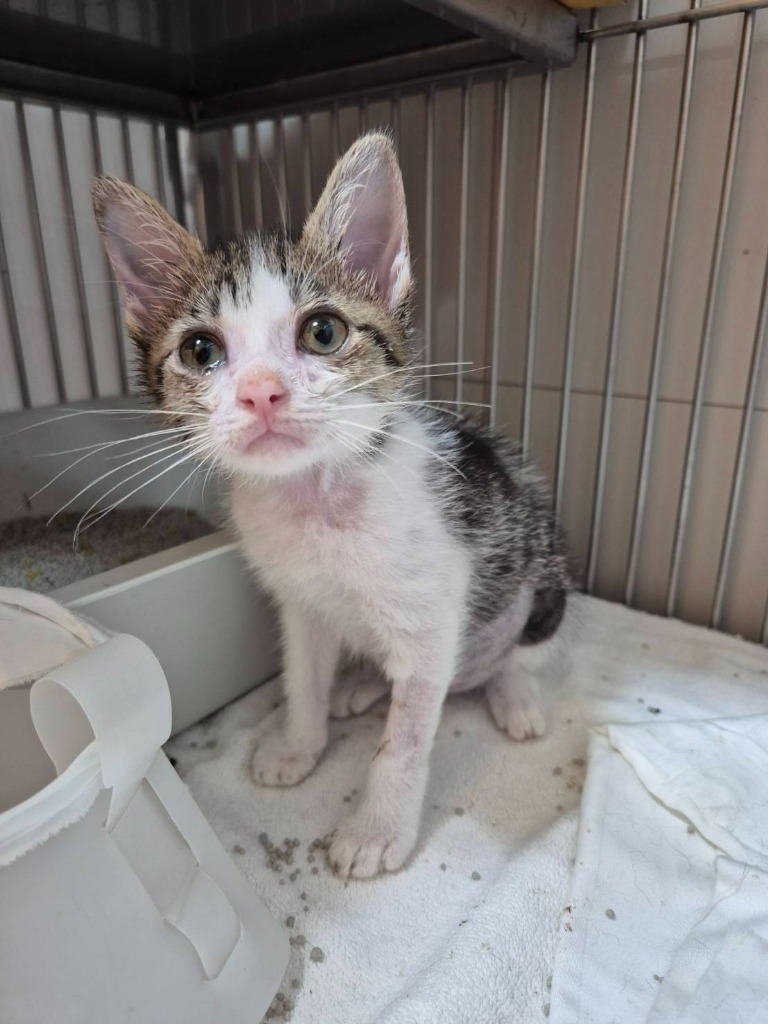 soidogadoptions's tweet photo. สวัสดีค่าาา แอดกลับมาแล้วค่ะ หลังจากหายไปหลายวันเลย
🧡ในส่วนของน้องแมวหาบ้านวันนี้นั้นคือ

📷ไอริว เพศผู้ อายุ 1 ปี 6 เดือน
* หนุ่มหล่อนักเข้าสังคม อารมณ์ดี ชอบเล่นกับเพื่อนน
ไอริวได้รับการช่วยเหลือเมื่อปี 2025 ตอนยังเป็นแค่ลูกแมว ตอนนั้นน้องถูกทิ้งไว้ที่ท่าเรือแห่งหนึ่งใน จ.พังงา มีคนใจดีเห็นเข้าเลยนำมาส่งที่มูลนิธิฯ
✅ทำหมัน 
✅ฉีดวัคซีน 
✅ฝังไมโครชิพ 
ตรวจสุขภาพก่อนกลับบ้าน พร้อมบริการจัดส่งฟรี! 

สนใจรับเลี้ยงแอดไลน์ @adoptionth 
หรือโทร 061-2642296

#availableforlocal #แมวหาบ้าน #หาบ้านให้แมว #แมวจรหาบ้าน #ลูกแมว #ทุกการแชร์มีความหมาย #แชร์ไปจนกว่าน้องจะได้บ้าน