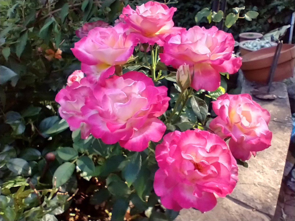 Malvernmeet's tweet photo. @rosesukroses @papaver @valgardening @charbhardy Here's mine yesterday evening 😍 https://t.co/IZyQq1qrPN