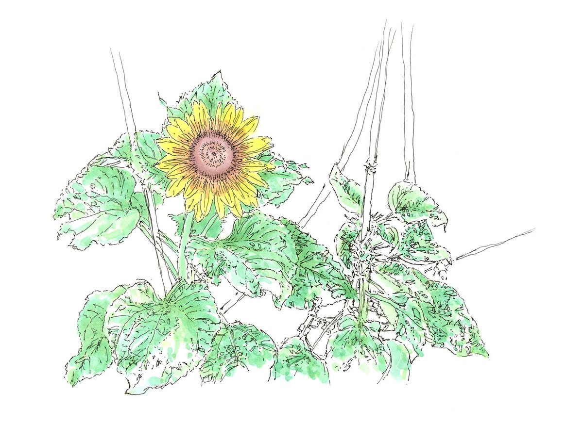 RainerLieser's tweet photo. Erste Sonnenblumen – 2026 https://t.co/aC4NUFtz3x