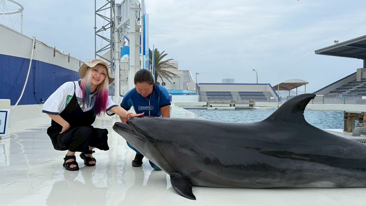 SGM_DJ_S1Y1K1_8's tweet photo. 先日みんなと急遽、鴨川シーワールド行ってきた🐬✨

すごくリフレッシュできた🦕✨
今までバタバタして忙しかったし‼️
すごく楽しかったー！！

これからまた後楽園に向けてむちゃくちゃ頑張らなきゃね🔥

お笑いプロレスラーなんだから、面白いものをしっかりお届けしなきゃ‼️

#SUGAMOプロレス https://t.co/wJnXpUzXun