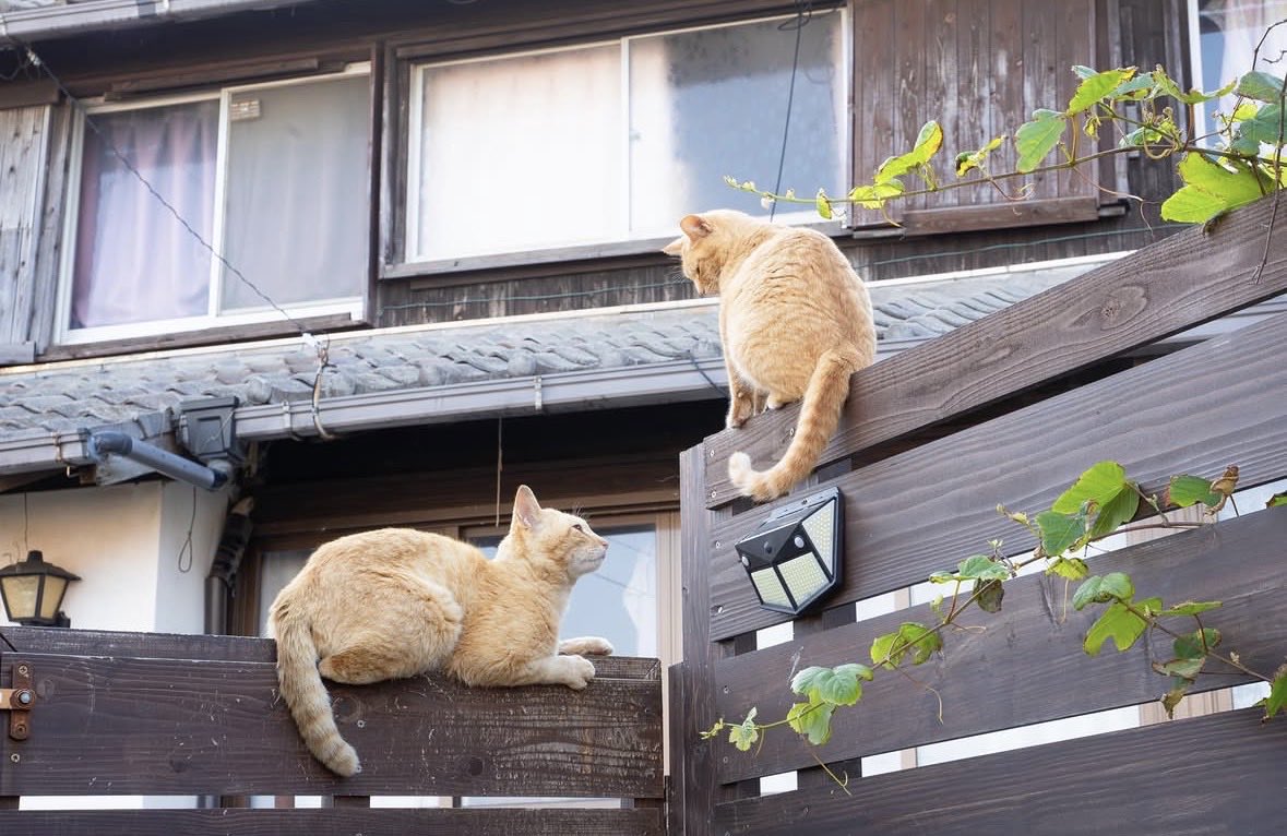 hinano_photo1's tweet photo. #写真好きな人と繋がりたい 
#猫好きさんと繋がりたい 
#カメラ好きな人と繋がりたい
#猫島めぐり 
#猫島 https://t.co/zFkSNcGTmv