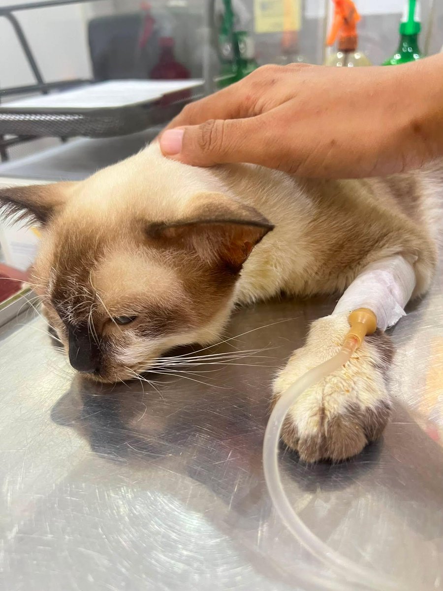 beeryl0ora's tweet photo. kcg! ku lg dirawat, setelah cek darah kreatinin, BUN, PHOSnya tinggi. Diagnosa gagal ginjal akut. disarankan minum suplemen pendukung fungsi ginjal. Ada yg punya pengalaman kucing gagal ginjal akut &amp; suplemen yg bagus utk fungsi ginjal kucing? makasih sebelumnya 🥹💔💔 https://t.co/1Ti7BB47sD