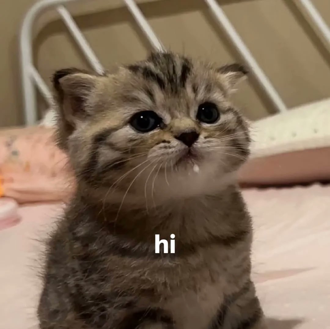 catsworldaura's tweet photo. https://t.co/YjmYEXFqhX