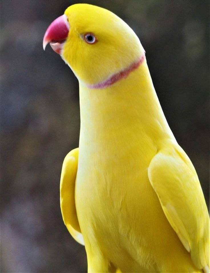 TheAnimels06's tweet photo. Ring necks  So Beautiful 📍 https://t.co/xDtWbP5BNL