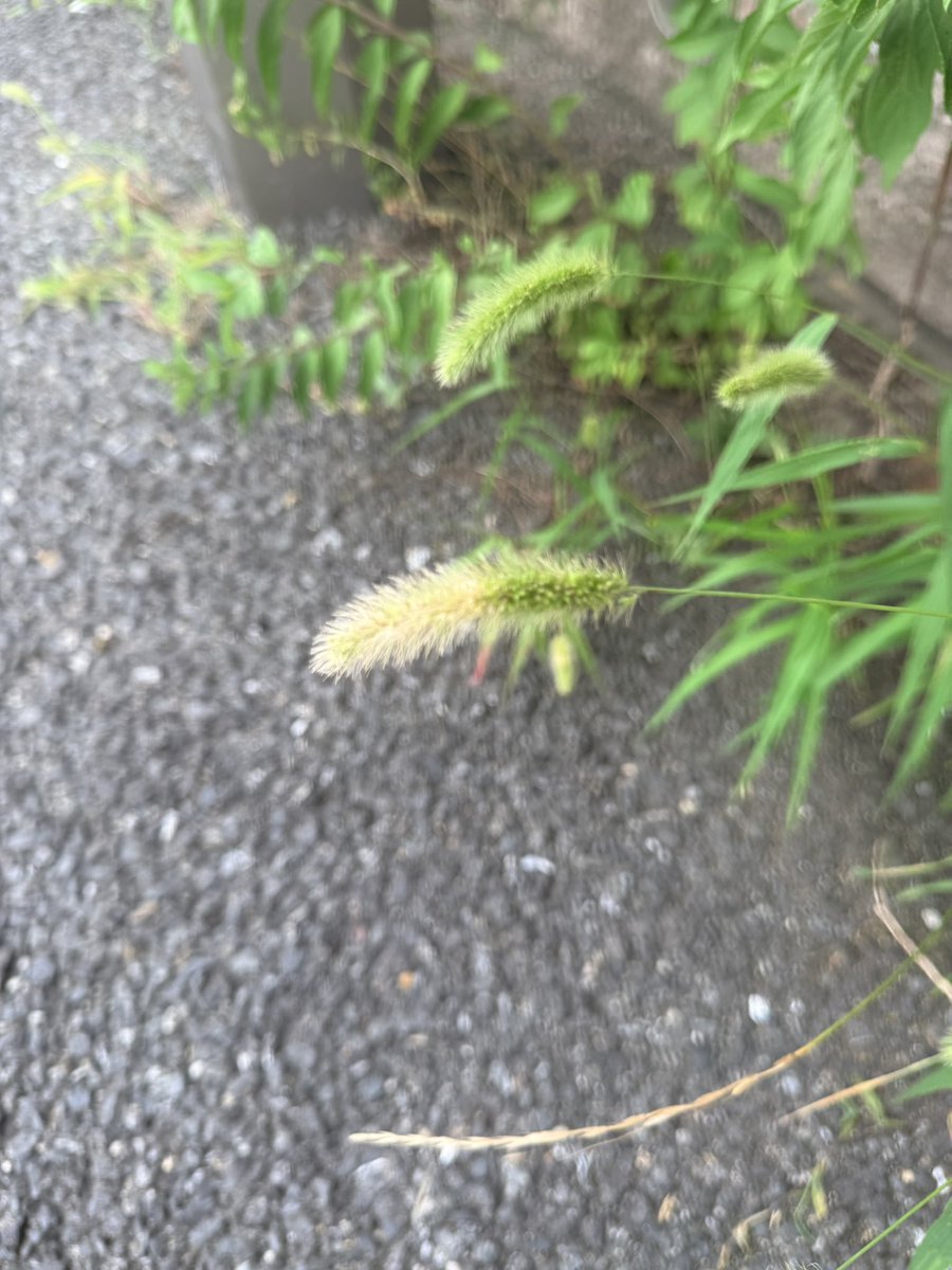ayanoa_vrc's tweet photo. はじめてみた https://t.co/rk2JfJBYa7