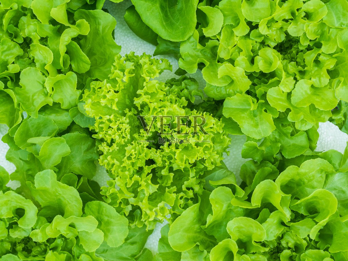 ibyeongcha24313's tweet photo. Fresh organic romaine lettuce u0026 cherry tomatoes just landed at our local farmers’ market! Perfect for a light summer salad  Shop small today for the best seasonal picks!， https://t.co/h5MAdMI8tn