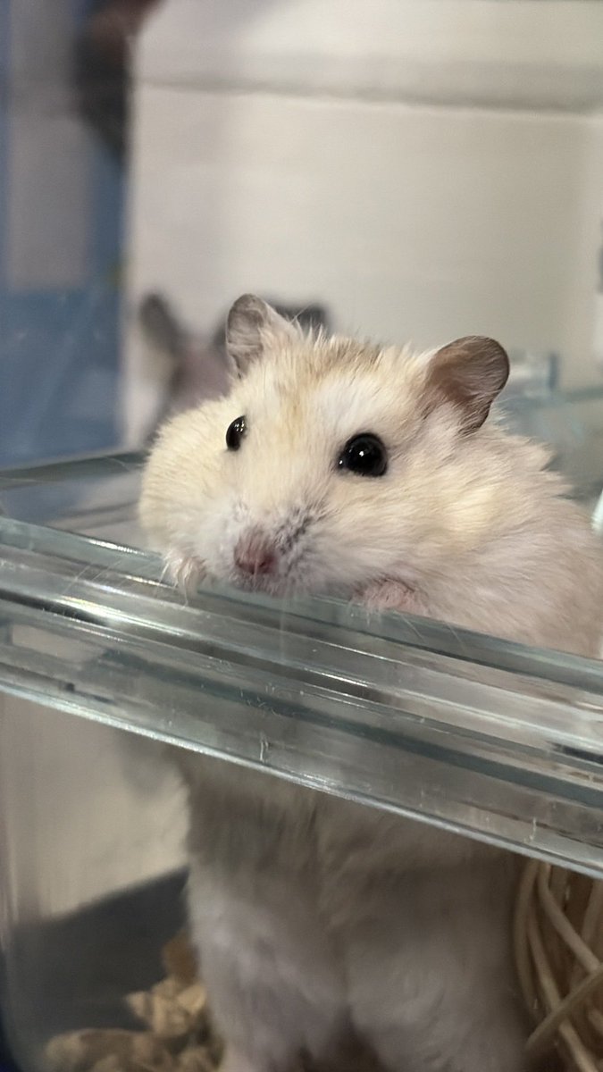 imoimodangoo's tweet photo. ﾆﾝｹﾞﾝ「ぽてちゃん！かわいいねぇ♥️」
ぽ「かわいいぽてがきまちた」
ﾆﾝｹﾞﾝ「かわいいねぇ♥️おやつほしいの？」
ぽ「おやち！おやち！」 https://t.co/2RKPeoCIQh