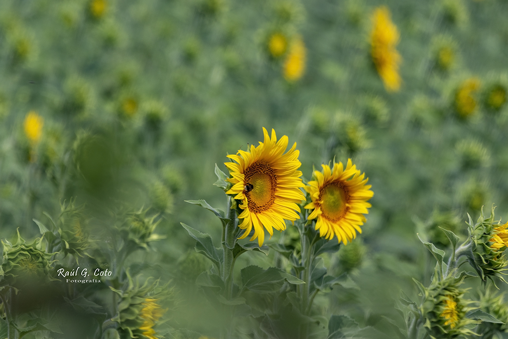 RaulGCoto's tweet photo. #Girasol #Sunflower #Girasoles #Sunflowers #SunflowerField #CamposDeGirasoles #GirasolAmarillo #SunflowerLove #FlowerPower #Helianthus #YellowFlower #GirasolPower #SunflowerSeason #Girasoles #SunflowerPhotography #FlorDeGirasol #SummerFlowers #GirasolLovers #YellowVibes #SunflowerGram #NatureLovers #GirasolDelDia #HappySunflower #SunflowerAddict #CamposAmarillos #GirasolMagic #FloralVibes #SunflowerObsessed #GirasolNatural #YellowAesthetic #SunflowerArt #GirasolesBonitos #AmarilloEnergia #SunflowerVibes #GirasolInspiracion #NaturePhotography #GirasolSalvaje #FlowerLovers #SunflowerMood #GirasolEnVerano