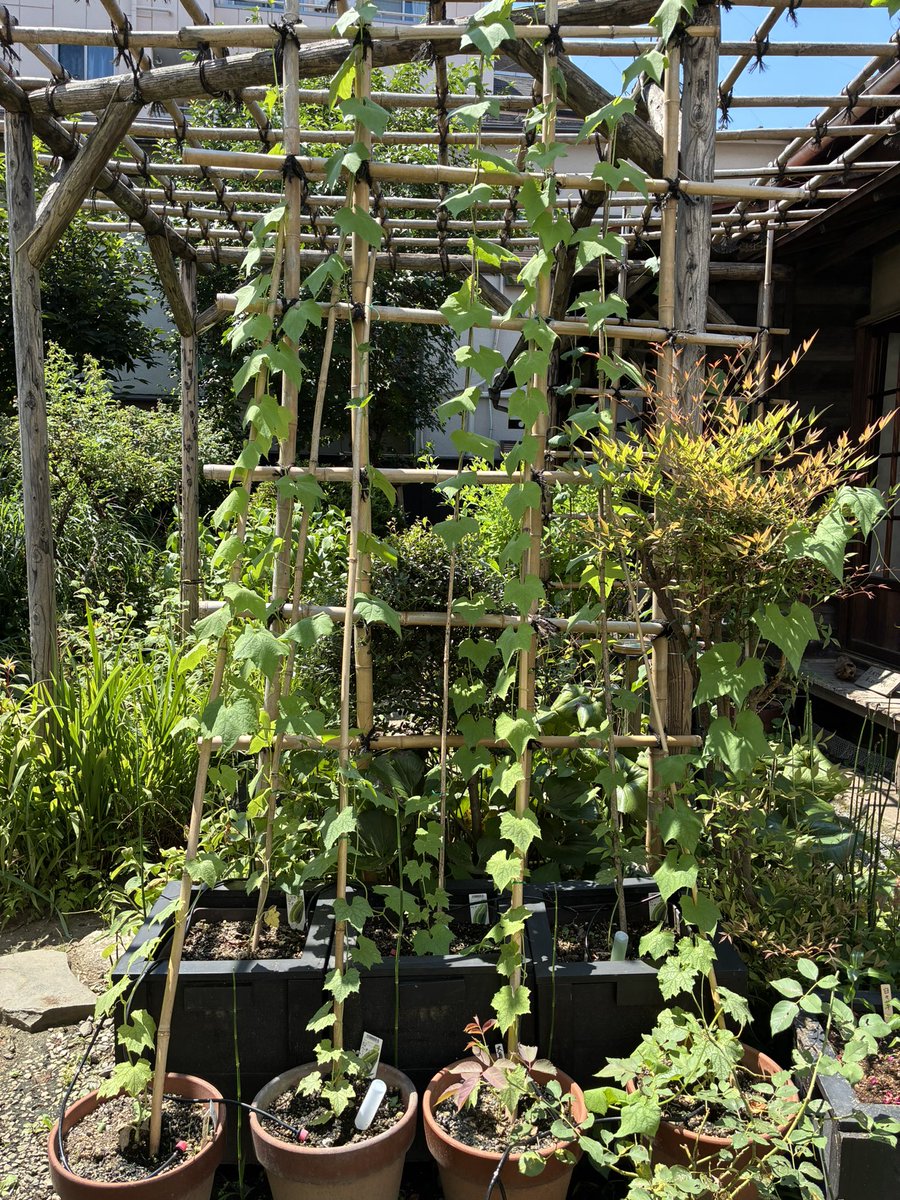 yuukashima's tweet photo. 子規庵、糸瓜はまだだったけど、鶏頭は咲き始めていた。
ひとしきり見て、グッズも購入したので失礼しようと玄関に向かおうとしたら、庭の脇の門から出た方が駅が近いと職員の方が教えてくれた。この暑さ、わずかな近道でもありがたい✨ https://t.co/5KDm4bOte7