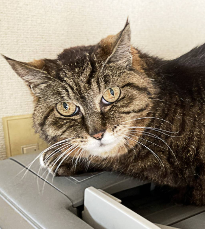 bprafulkumar's tweet photo. Found a cat named Pon 
https://t.co/GsEnotSZvj https://t.co/jJL7Cu3dg1