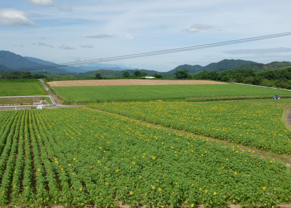 mei05888's tweet photo. 本日7/15のまんのう町中山ひまわり団地の模様。
区画にもよりますが道路より北側は3-5分咲に。海の日頃は7-8分咲となりそうです。
#まんのう町
#ひまわり
#中山ひまわり団地
#香川県観光
#ひまわり畑 https://t.co/gJhHHPZ5vG