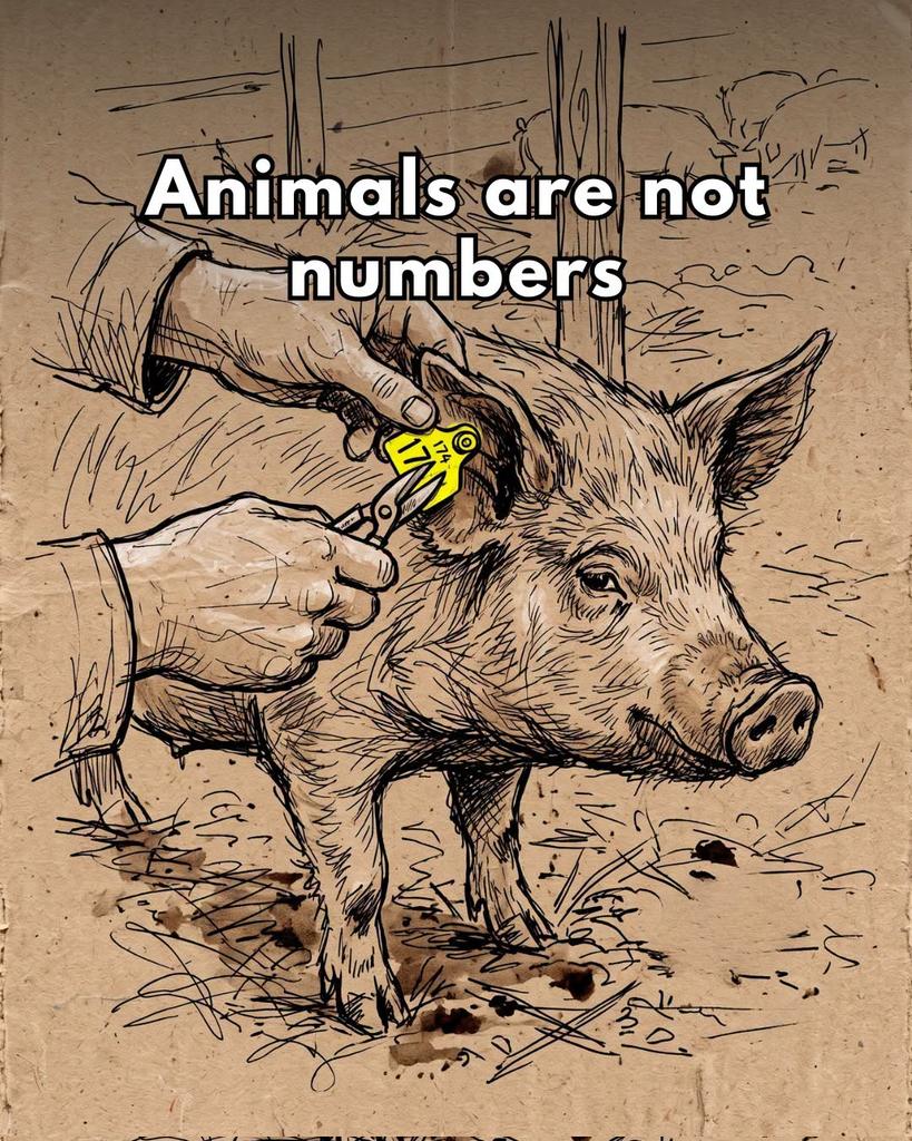 DERVIEMOO's tweet photo. Animals are not numbers, they are individuals with their own interests and personalities. 🙏🐷

🎨 Emmy for Animals https://t.co/EDgWel5OLO