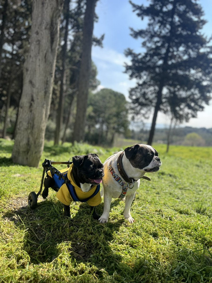 chtmtzr's tweet photo. 20 dolarlık ürünü Türkiye’nin gümrük kısıtlamaları yüzünden yurtdışından alamıyorum. Kimse Tr’ye gönderim yapmak istemiyor. Köpeğimin yürütecini tamir ede bi hal oldum.Söyler misiniz ben bu ürünü nasıl temin edeceğim?@ticaret @gumrukveticaret @RTErdogan @sedat_peker @hayhaksaygi https://t.co/qUNsd7kium
