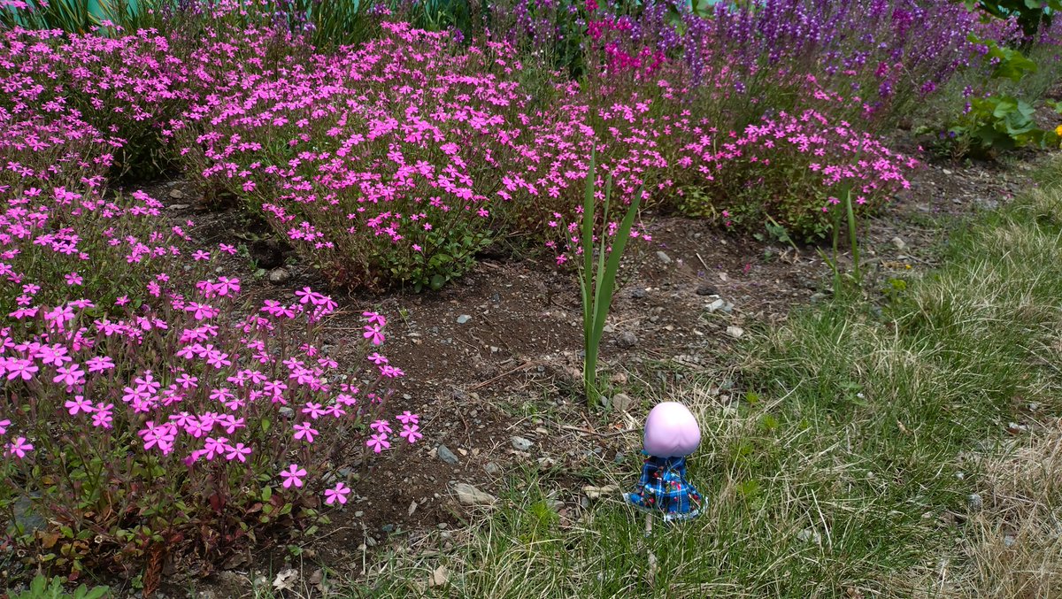 sippofutofuto's tweet photo. ピンクのお花🩷の手前に立ってるこの葉っぱ何のお花になるんだろう？
ピンクのお花🩷いっぱい咲いてて綺麗だね✨
道端に小っちゃい白いお花🤍が咲いてたよ♪
何てことない通り過ぎてしまいそうな所にも那由多ちゃん💜達が楽しめる色んなものがあるよね🎵
そんな楽しいものを日々見付けていけたらいいね💖
#リロロ