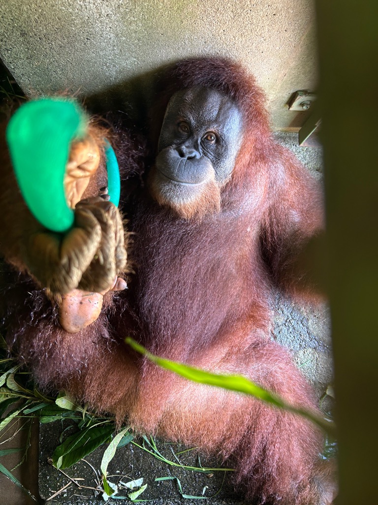 ichikawa_zoo's tweet photo. 今日で16歳のお誕生日を迎えるリリーちゃん。
最近ではポポちゃんとお外で仲良く過ごしてます。
だんだんとお母さんのスーミーに似てきましたね。
いつでも元気いっぱいのリリーちゃん！
お誕生日おめでとう🎊

#市川市動植物園
#スマトラオランウータン
#リリー
#お誕生日おめでとう
#食いしん坊 https://t.co/Nvp6EgaTnu