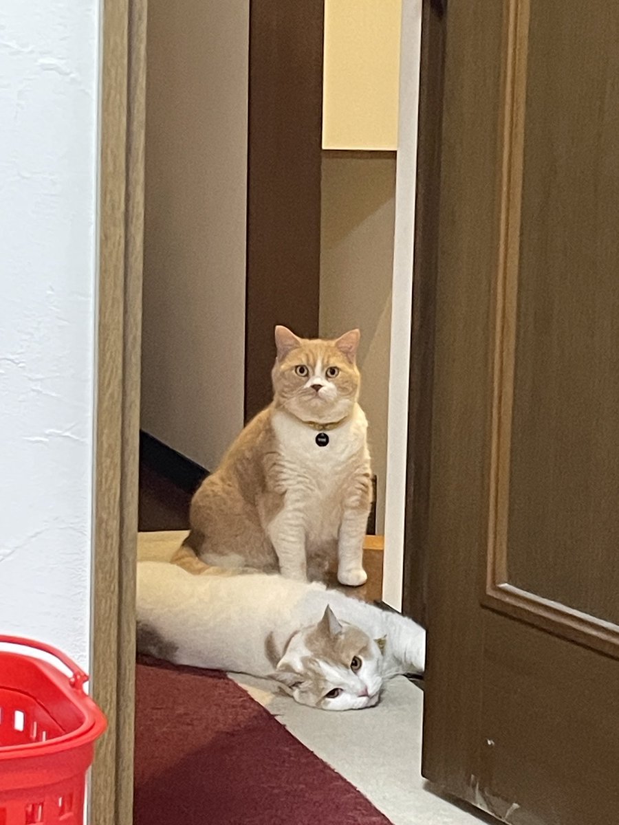 hidepon_knmt's tweet photo. 弟か妹ができたらどうする(・ω・。)？

#猫 #猫のいる暮らし #猫好きさんと繫がりたい #マンチカン #スコティッシュフォールド #多頭飼い https://t.co/iqonEO0dyO